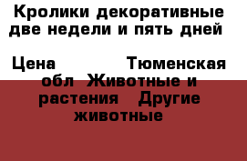 Кролики декоративные две недели и пять дней › Цена ­ 1 500 - Тюменская обл. Животные и растения » Другие животные   . Тюменская обл.